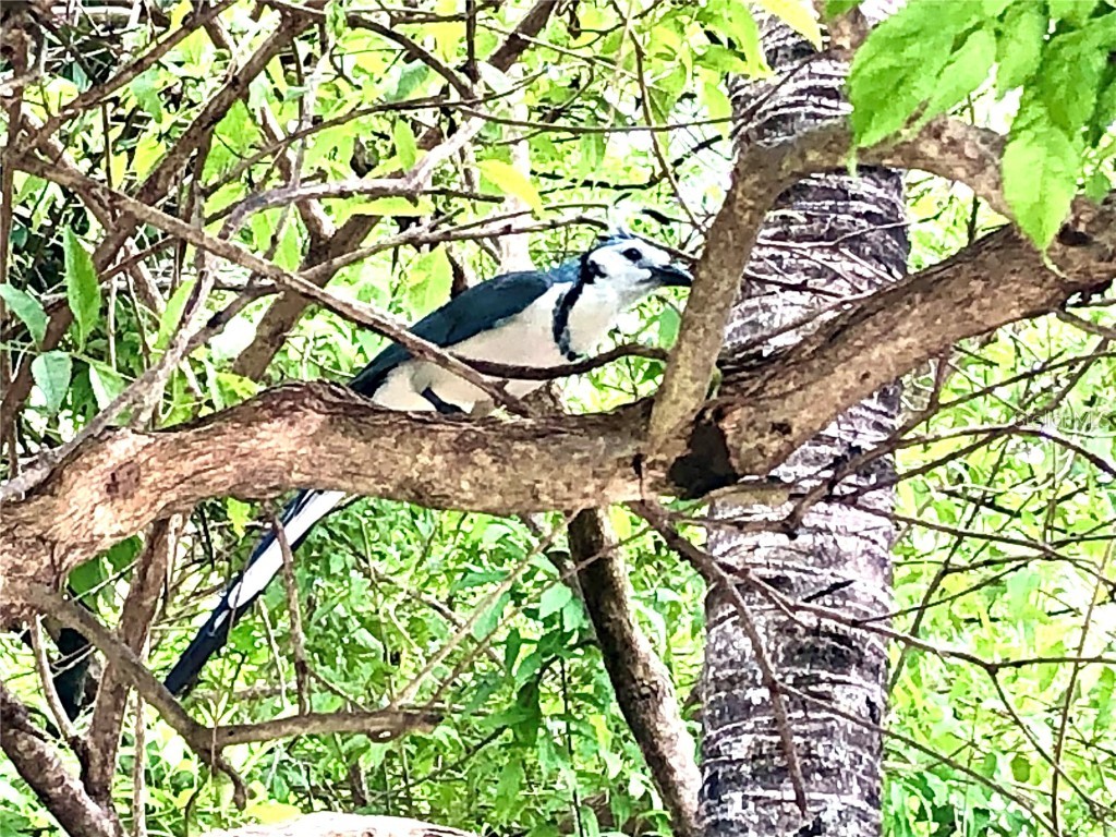 10662 Crystal Springs Court Orlando FL 32825 O6350254 image58