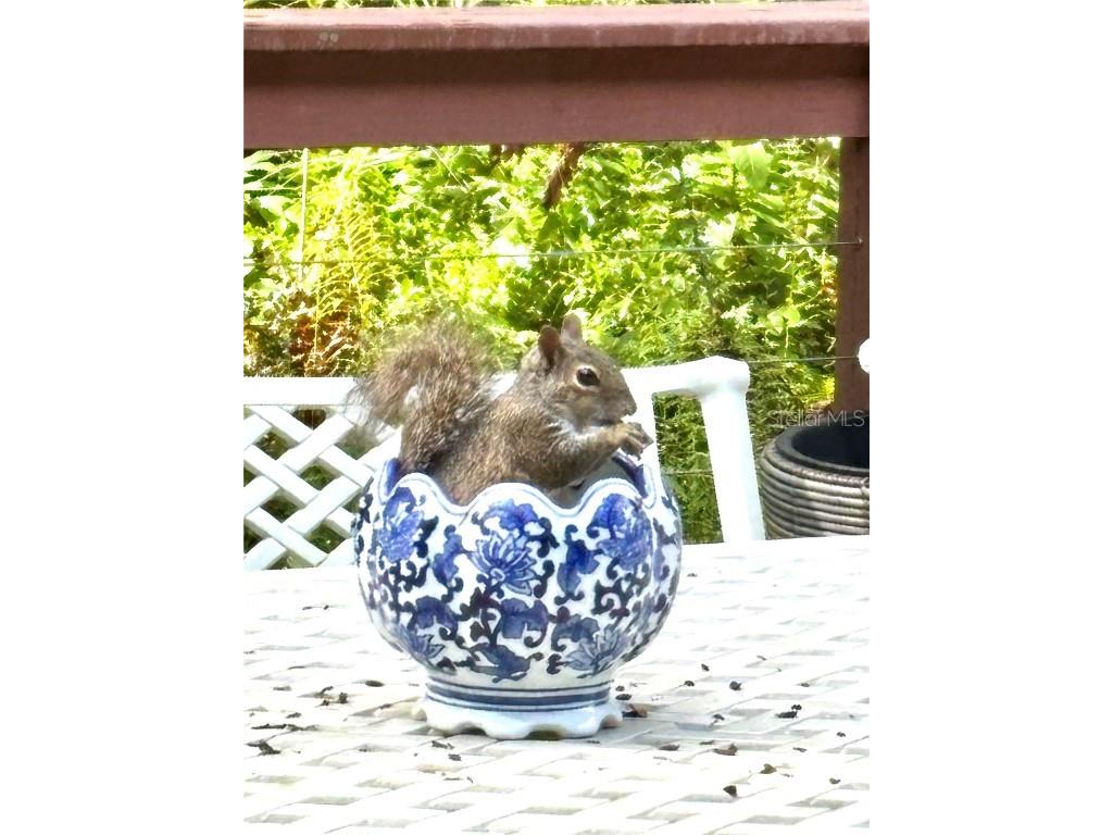 10662 Crystal Springs Court Orlando FL 32825 O6350254 image59