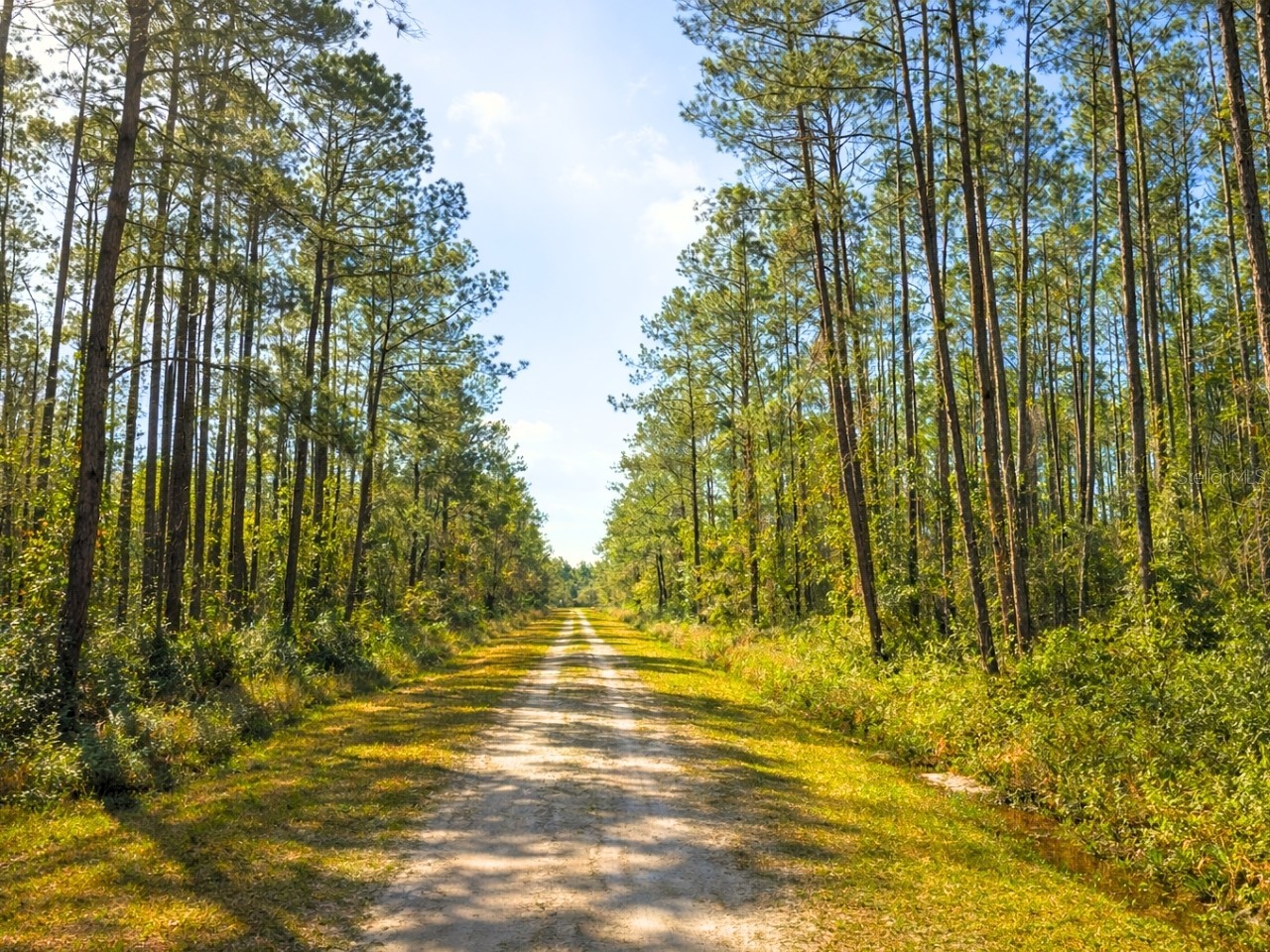 10675 Delgado Avenue Hastings FL 32145 OM721084 image2