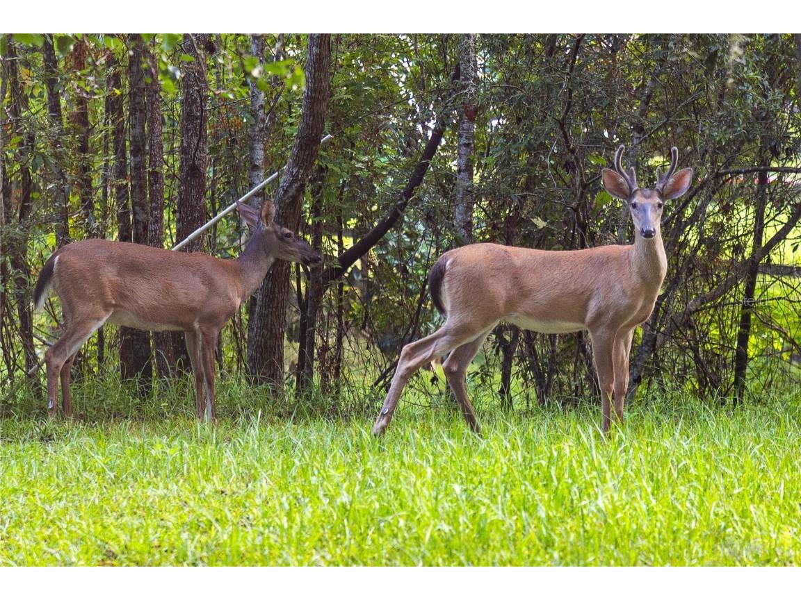 10678 Lake Iamonia Drive Tallahassee FL 32312 T3460685 image1