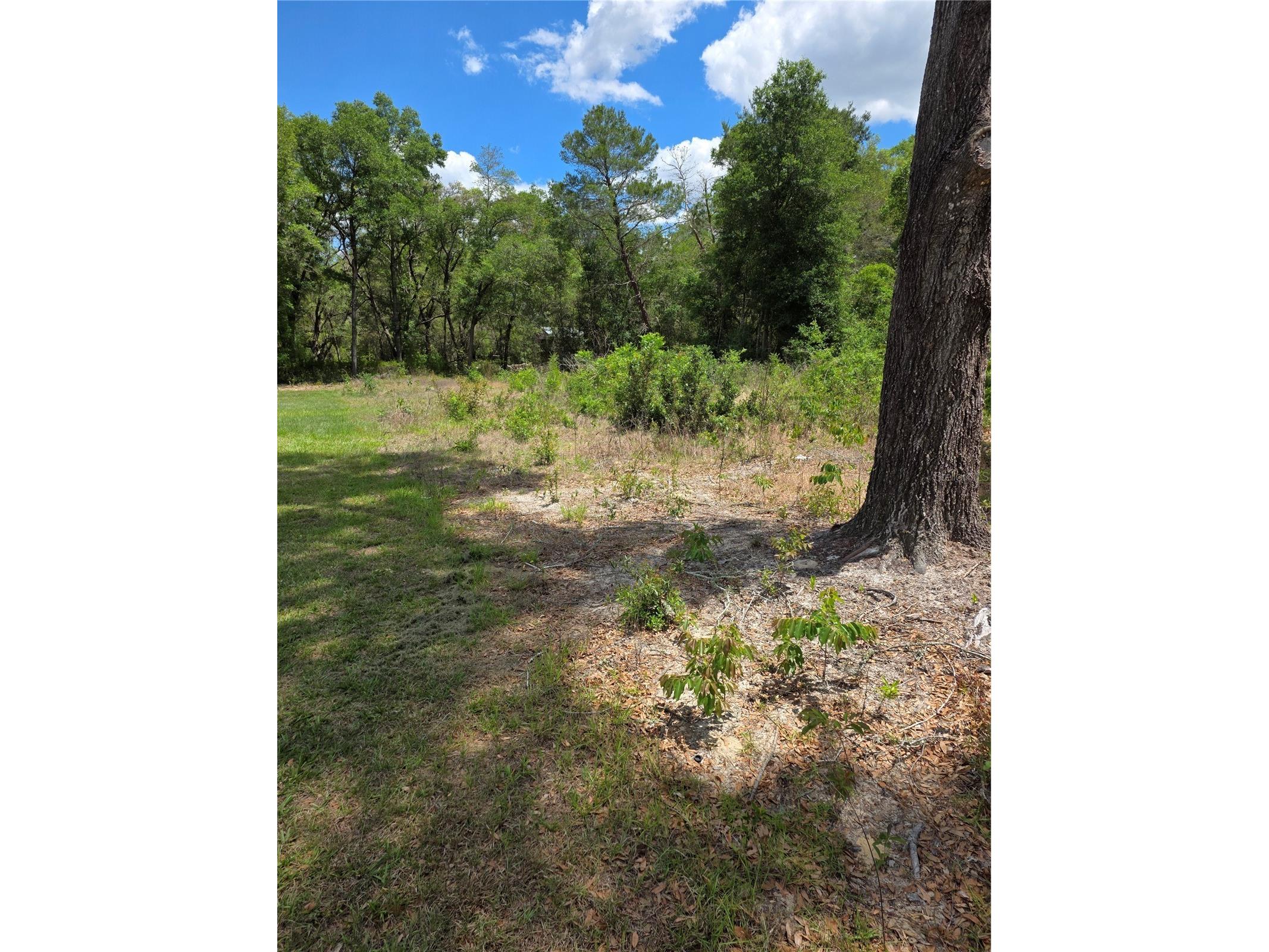 10679 SW 110th Court Dunnellon FL 34432 OM723426 image2