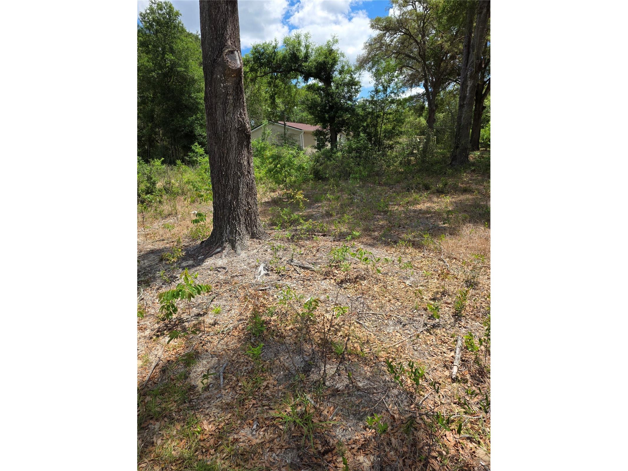 10679 SW 110th Court Dunnellon FL 34432 OM723426 image3