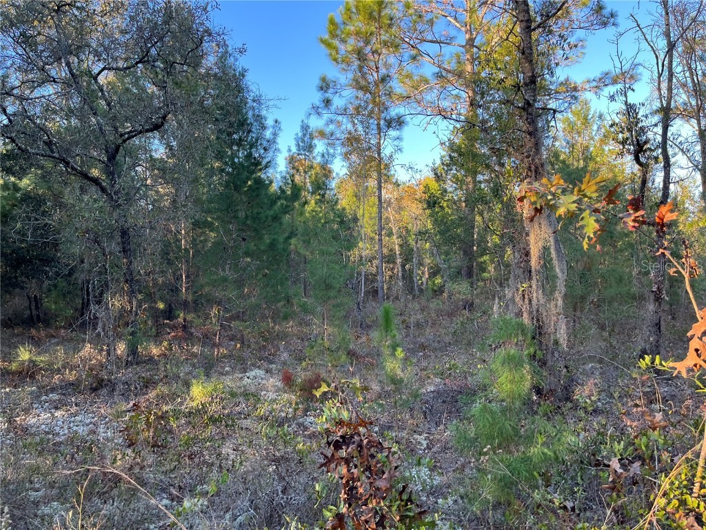 107 Gladiola Drive Interlachen FL 32148 OK223493 image1