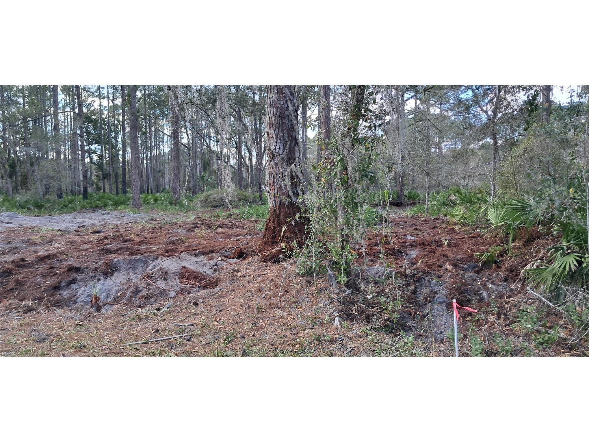 107 Pine Avenue Georgetown FL 32139 OK225493 image8