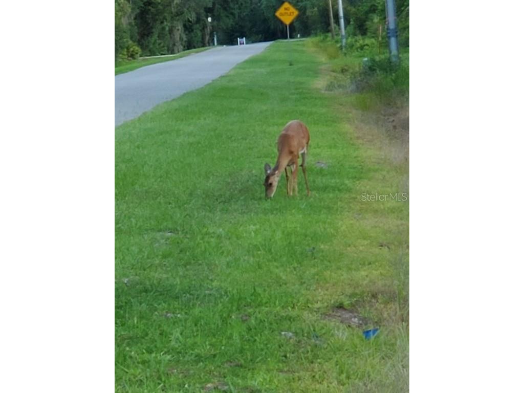 1074 Front Street #51 Welaka FL 32193 G5103756 image12