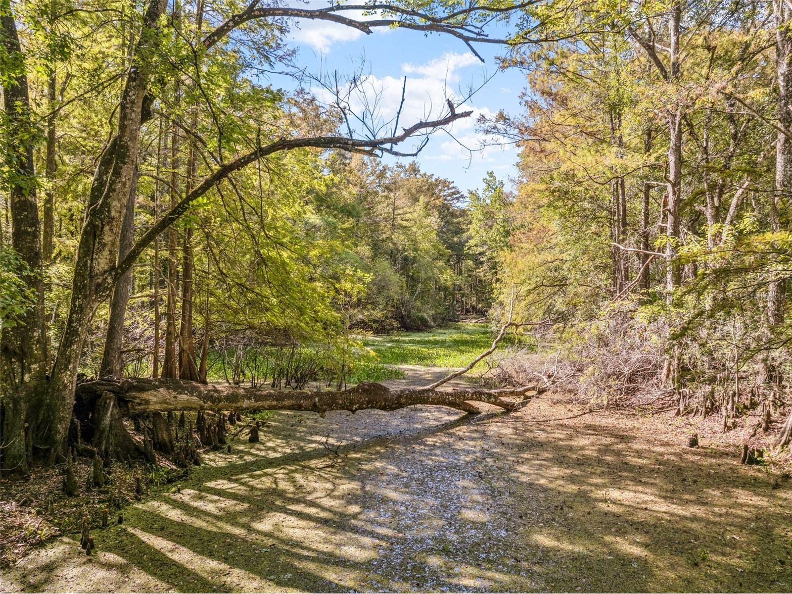 10750 E Sybil Court Floral City FL 34436 TB8440903 image48