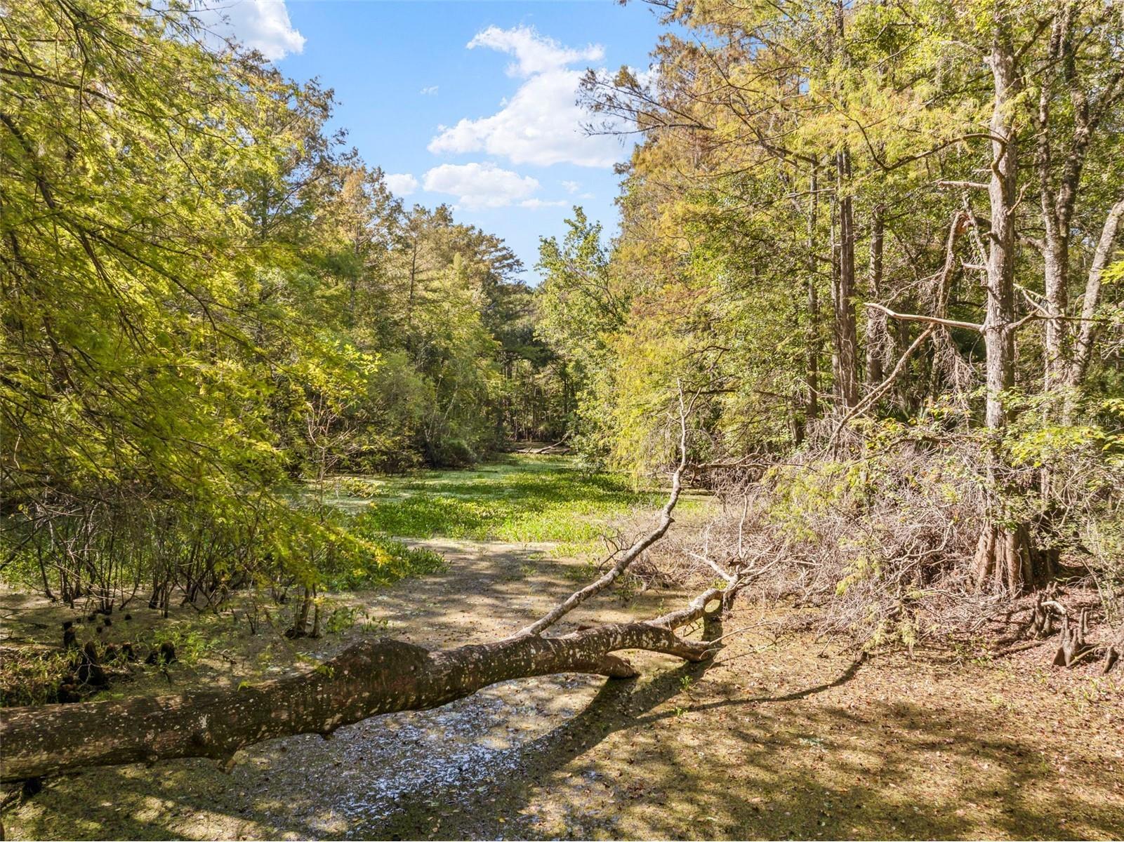 10750 E Sybil Court Floral City FL 34436 TB8440903 image50