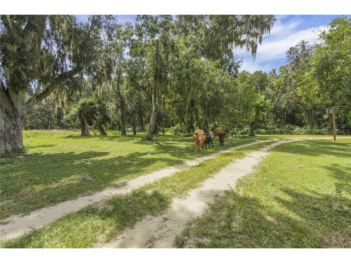 10757 County Road 223 Oxford FL 34484 G5101693 image7