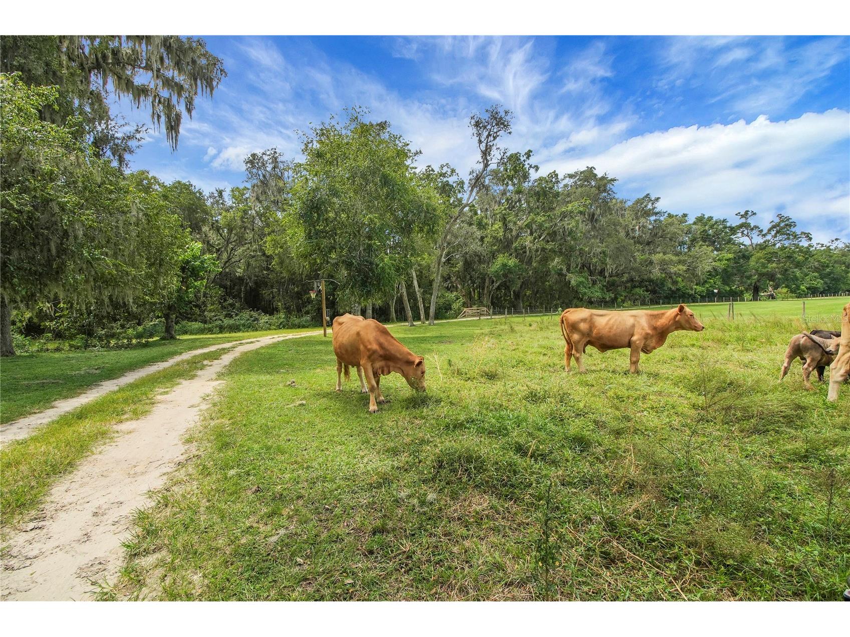 10757 County Road 223 Oxford FL 34484 G5114692 image65