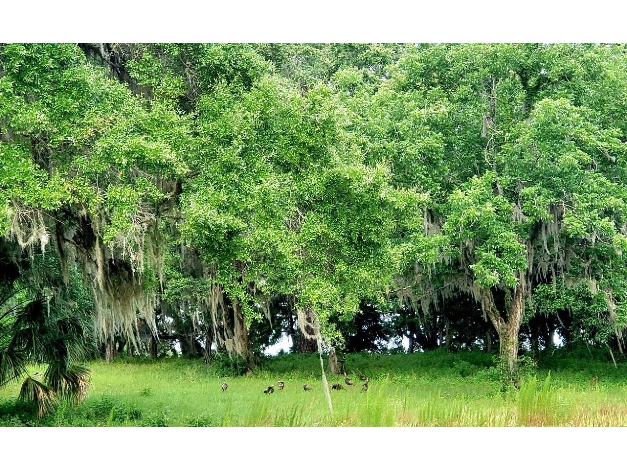 1077 SW 144th Court Road Ocala FL 34481 OM641353 image16