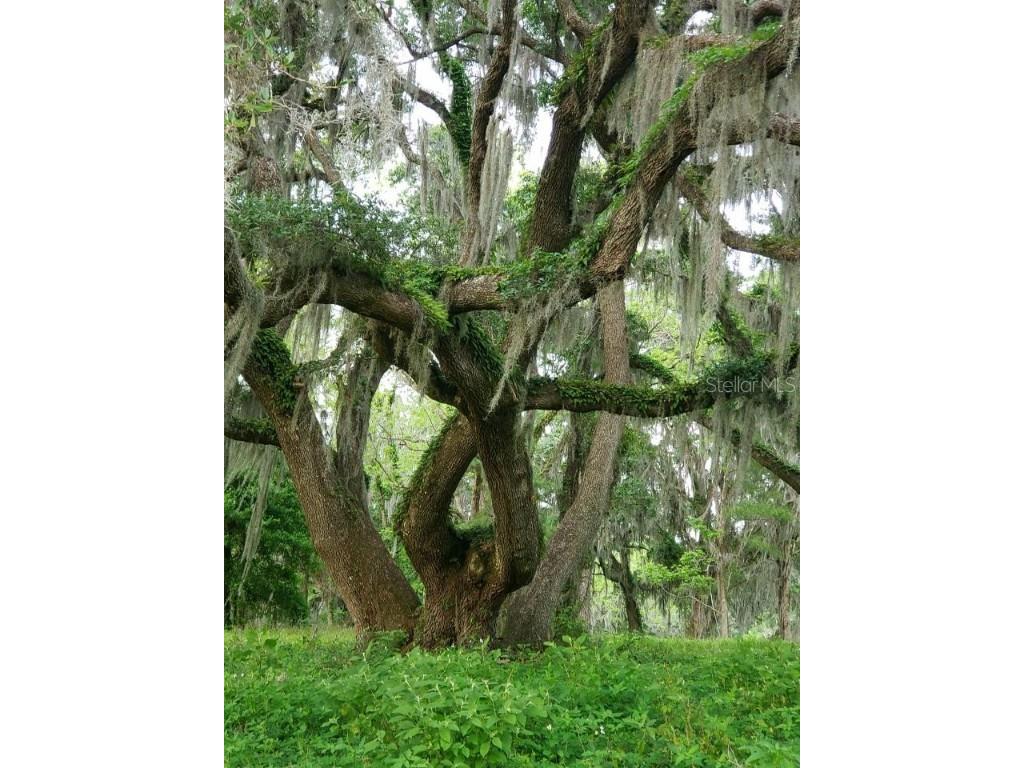 1077 SW 144th Court Road Ocala FL 34481 OM641353 image18