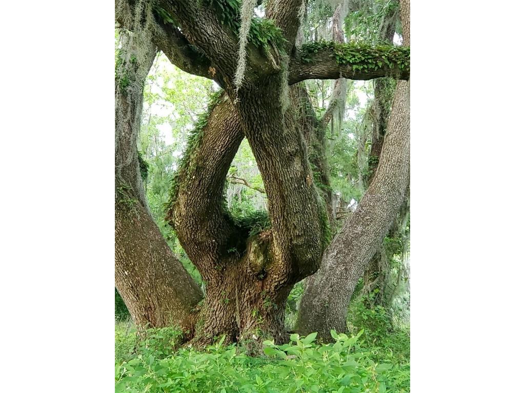 1077 SW 144th Court Road Ocala FL 34481 OM641353 image19