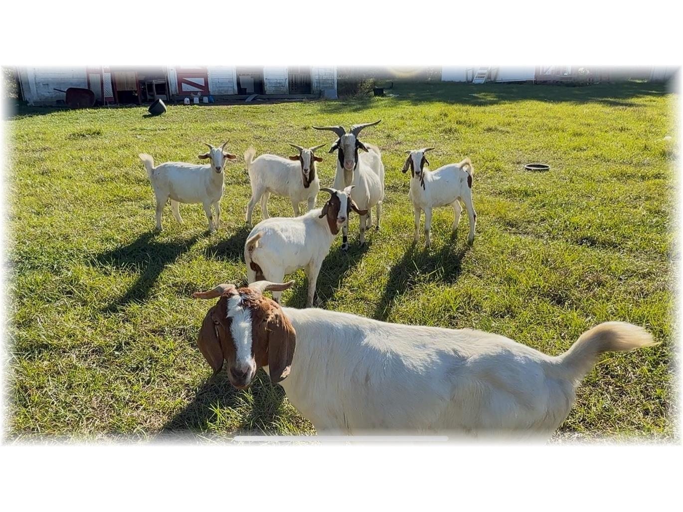 10774 SE 166 Lane Summerfield FL 34491 OM714664 image31