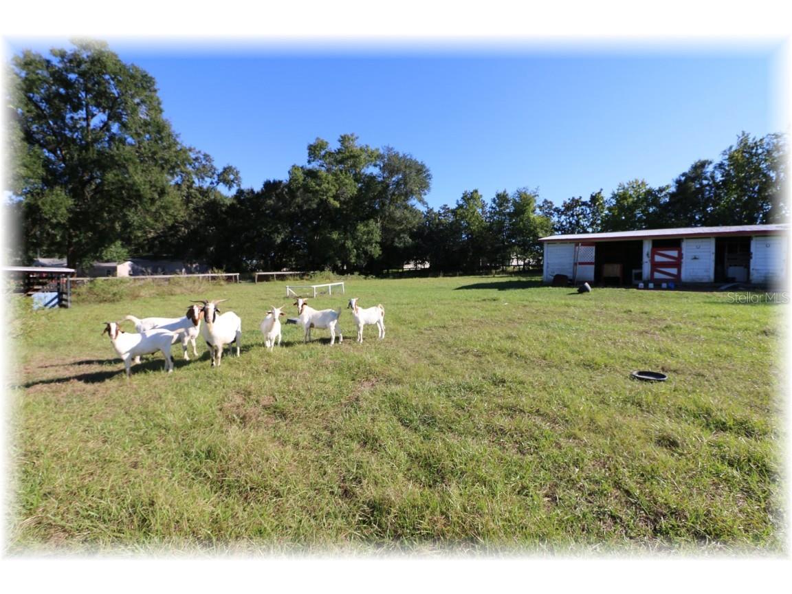 10774 SE 166 Lane Summerfield FL 34491 OM714664 image4