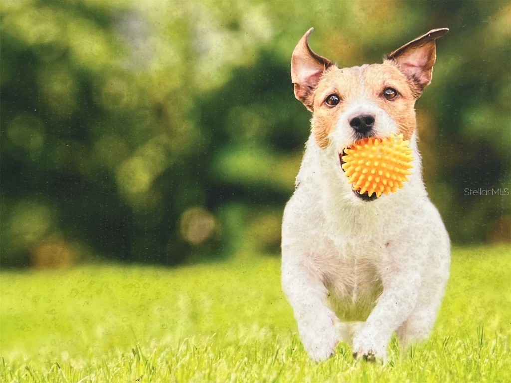 108 Coronado Road Flagler Beach FL 32136 - ATLANTIC INTRACOASTAL WATERWAY FC308955 image4