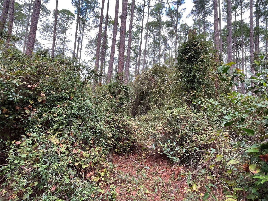 108 SE 5th Street Georgetown FL 32139 OK225307 image6