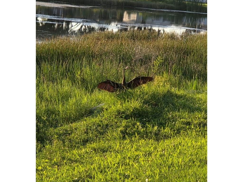 10820 43rd Street N #902 Clearwater FL 33762 TB8454681 image44