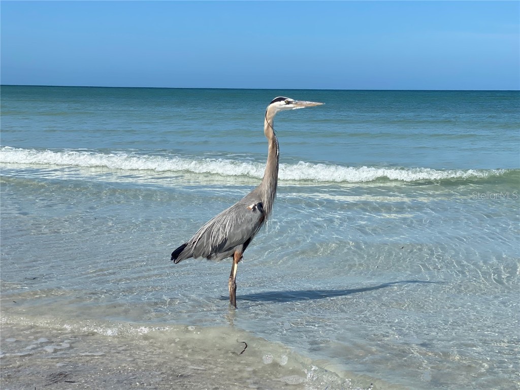 10820 43rd Street N #902 Clearwater FL 33762 TB8454681 image59