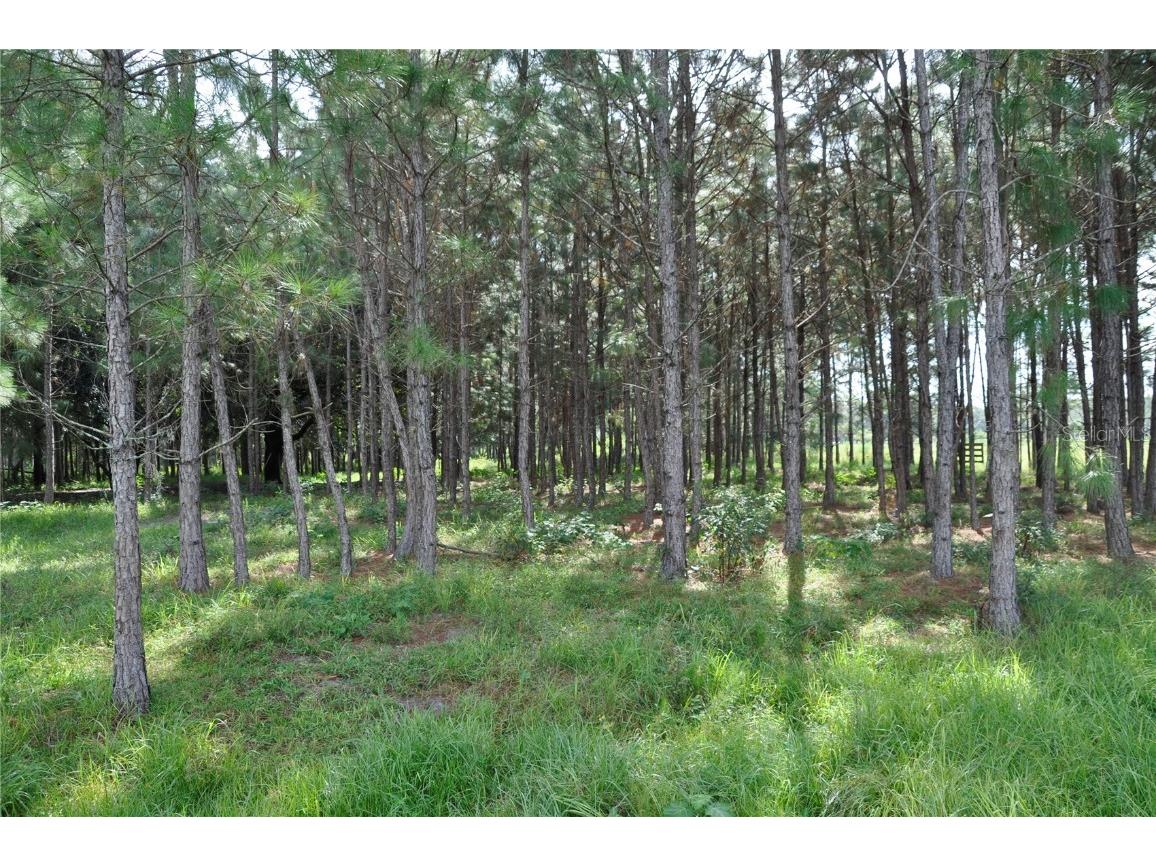 10830 Moore Road Lakeland FL 33809 O6062630 image1