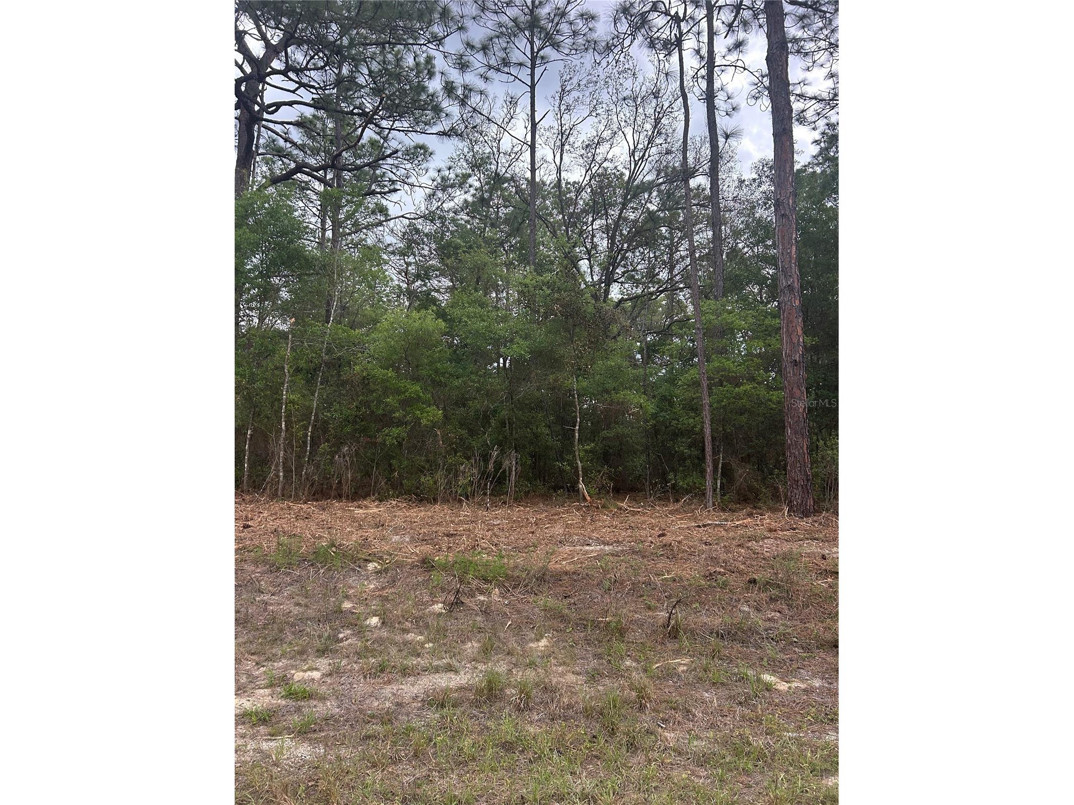 10831 N Mataro Avenue Citrus Springs FL 34434 S5147624 image1
