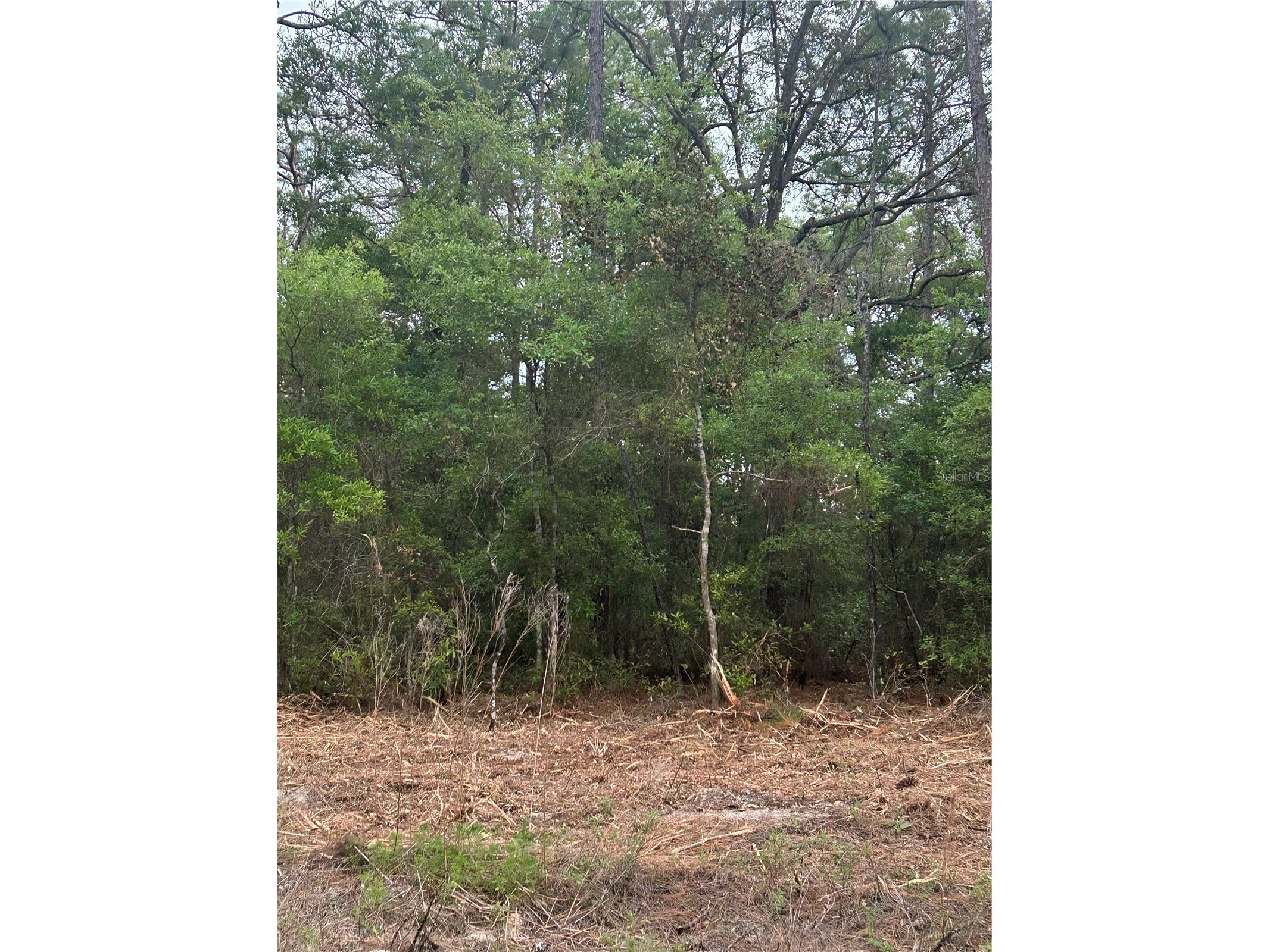 10831 N Mataro Avenue Citrus Springs FL 34434 S5147624 image2