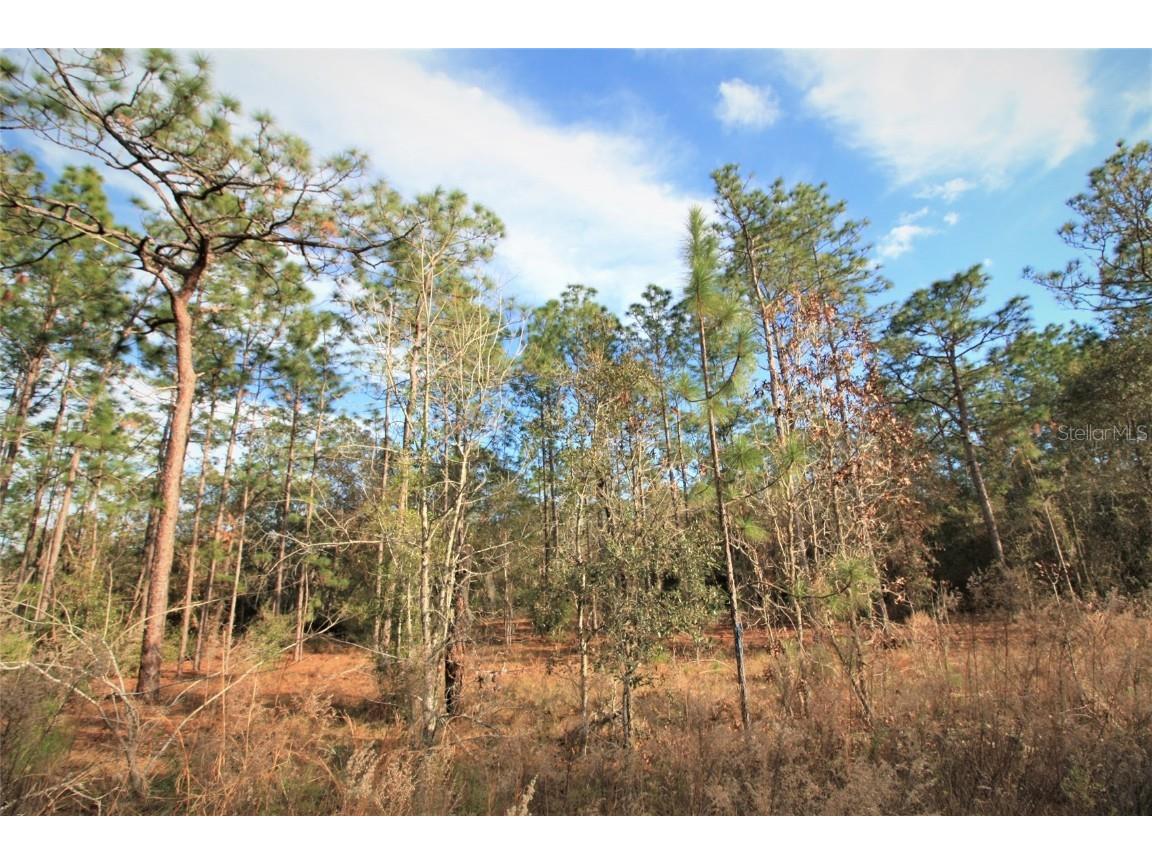 10851 N Frantz Avenue Citrus Springs FL 34434 GC501468 image1