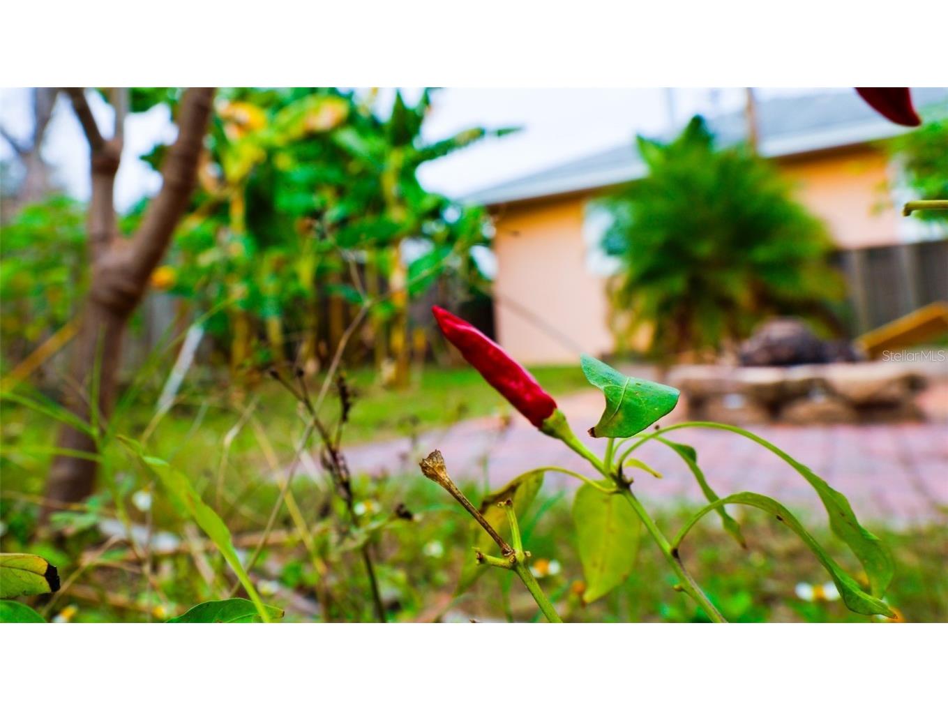 10874 71st Avenue Seminole FL 33772 TB8455225 image22