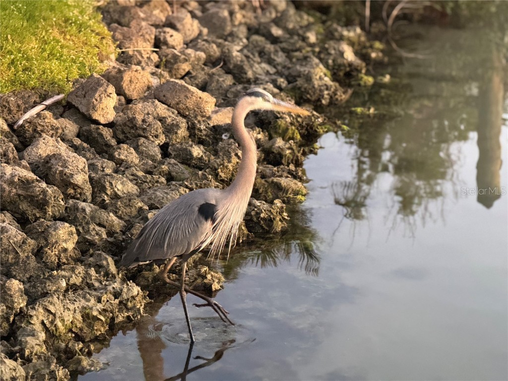 109 Bayshore Road #10 Nokomis FL 34275 - BLACKBURN BAY AKA INTRACOASTAL N6137805 image58