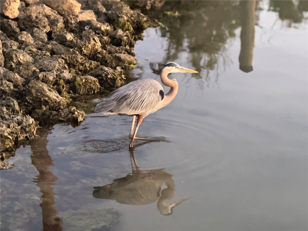 109 Bayshore Road #10 Nokomis FL 34275 - BLACKBURN BAY AKA INTRACOASTAL N6137805 image59