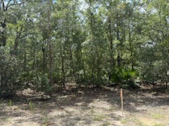 109 Pinellas Street Florahome FL 32140 OK225452 image4