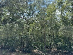 109 Pinellas Street Florahome FL 32140 OK225452 image5