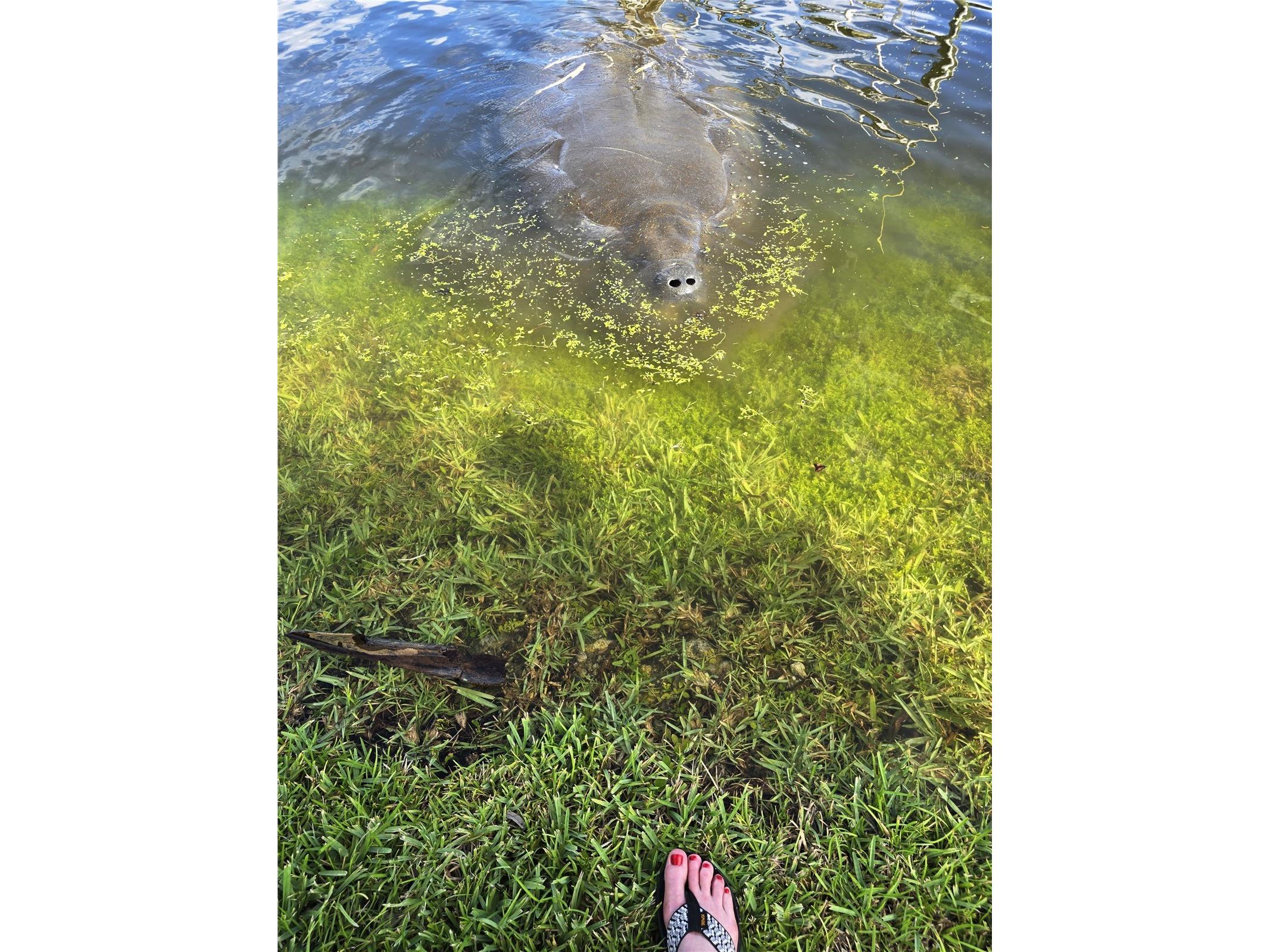 10906 W Cove Harbor Drive #10906 Crystal River FL 34428 TB8408969 image27