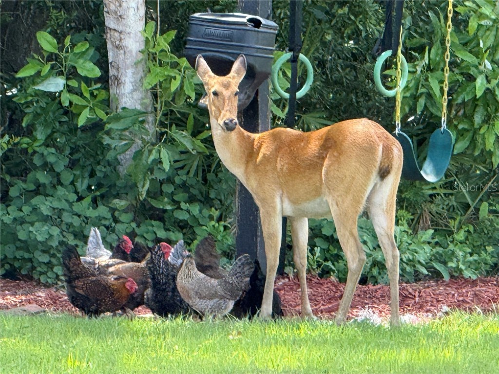 10909 Mattioda Road Groveland FL 34736 - SPRING FED POND FOR FISHING G5105587 image6