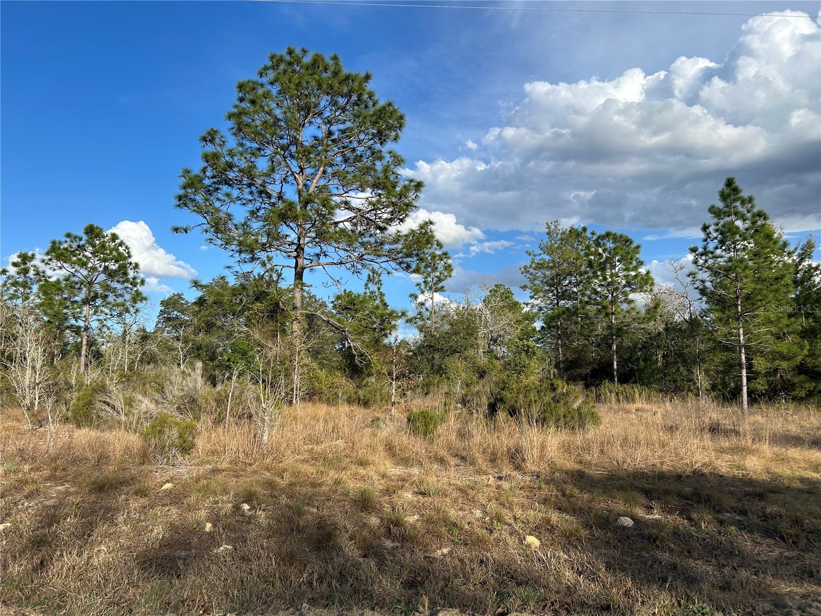 1091 NE 127th Court Williston FL 32696 OM720201 image1