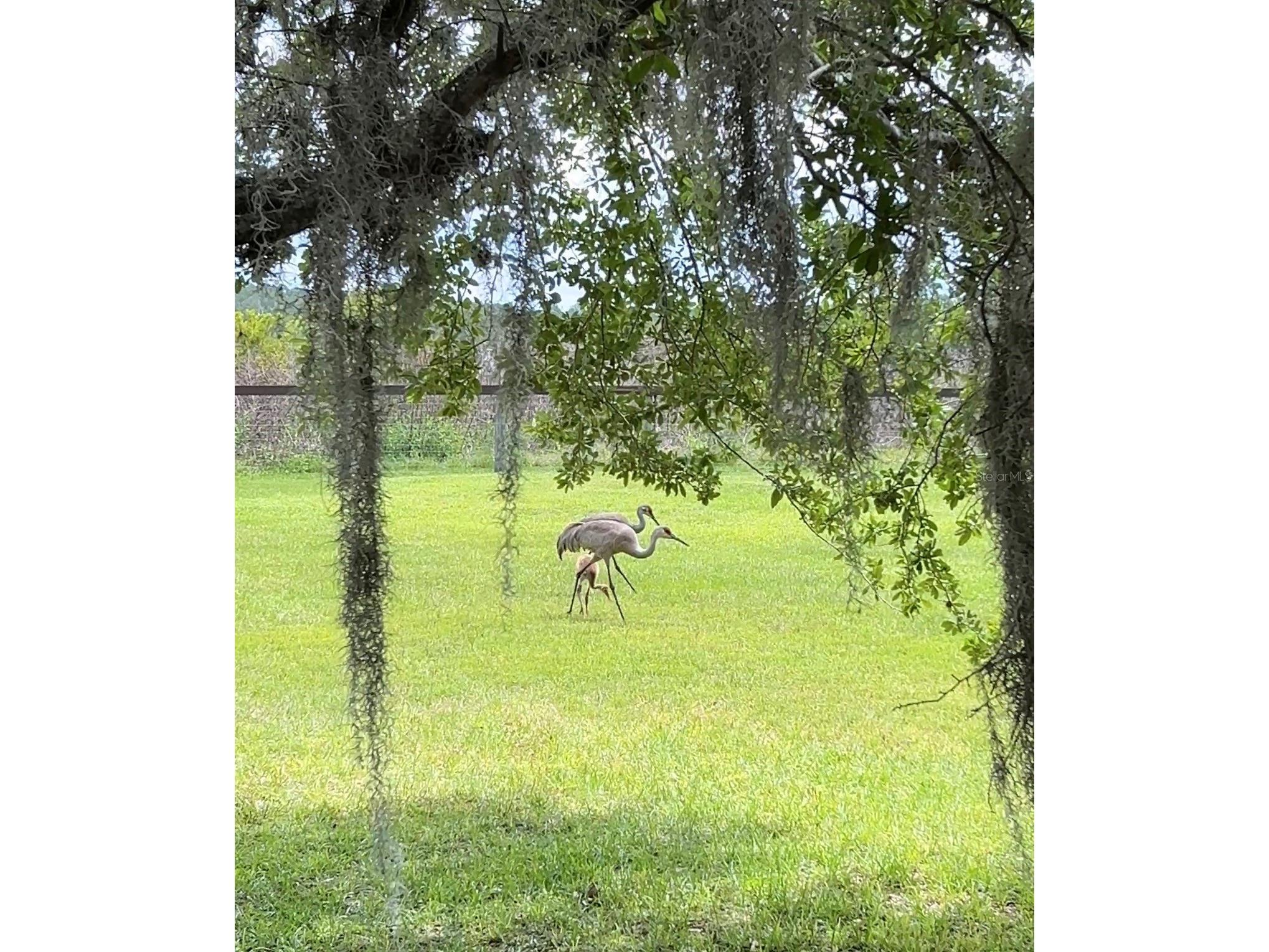 10925 Arrowtree Boulevard Clermont FL 34715 O6400160 image93