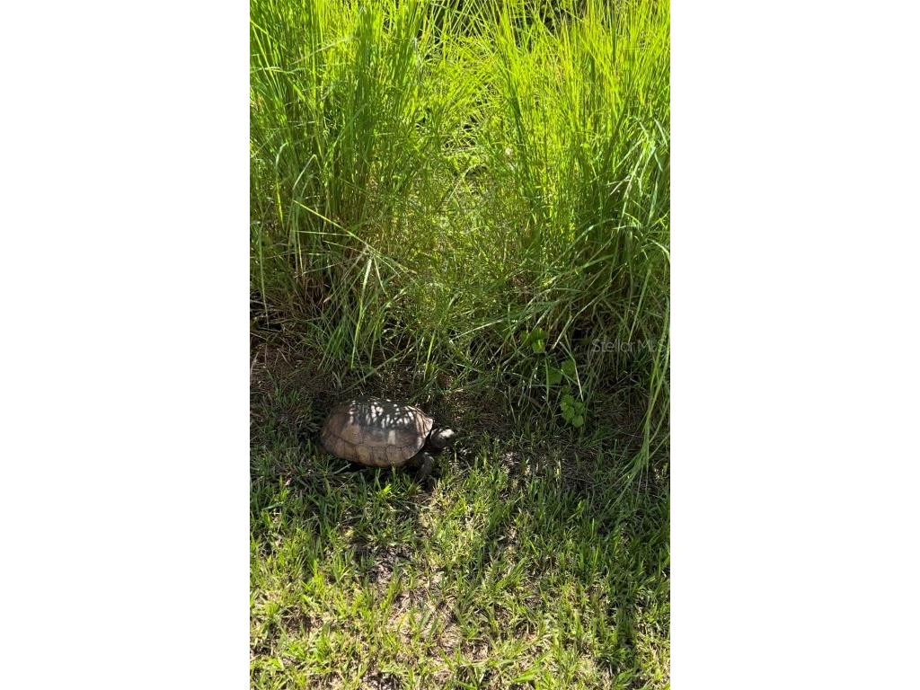 1094 Nautilus Terrace Port Charlotte FL 33953 A4598924 image9