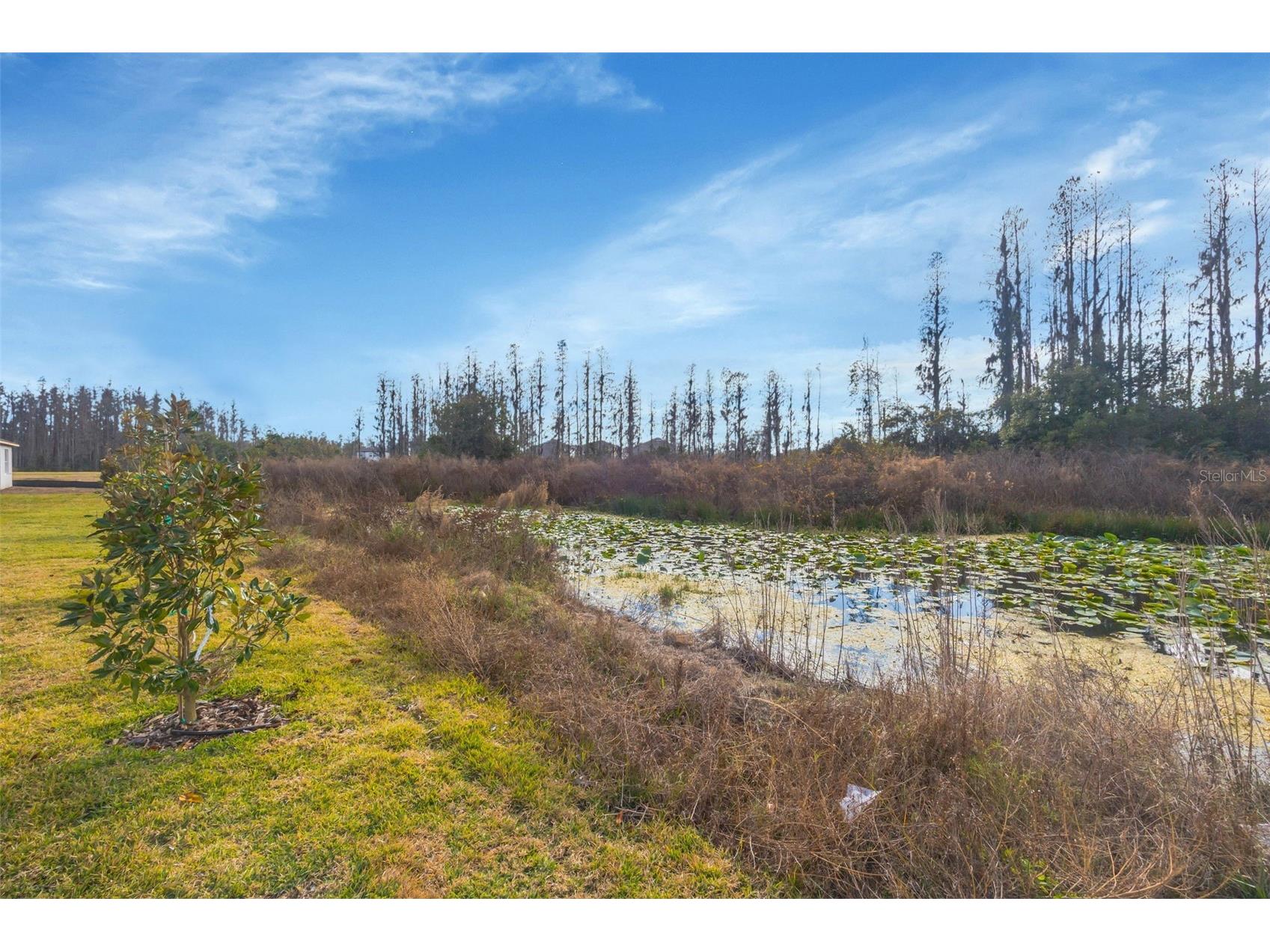 1095 Kistna Drive Zephyrhills FL 33540 TB8469345 image62