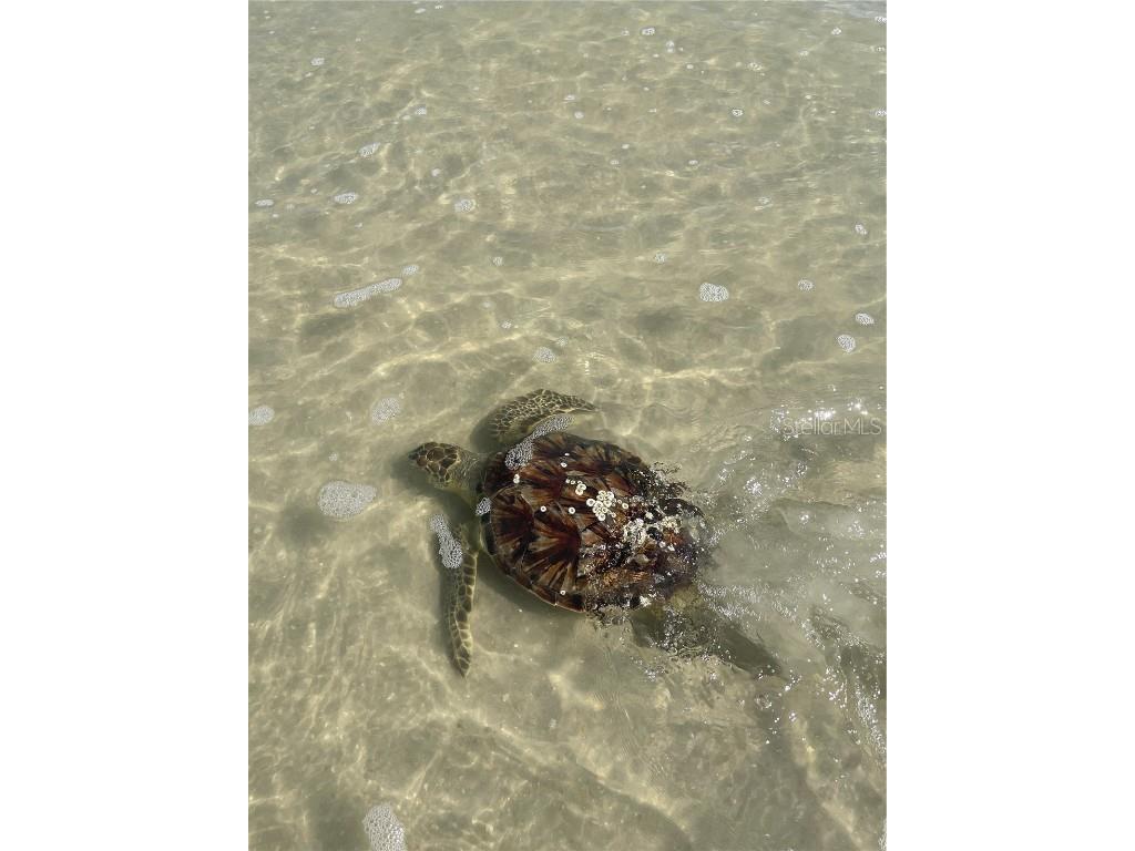 11 Beachside Drive Palm Coast FL 32137 - ATLANTIC OCEAN ICW FC311651 image53