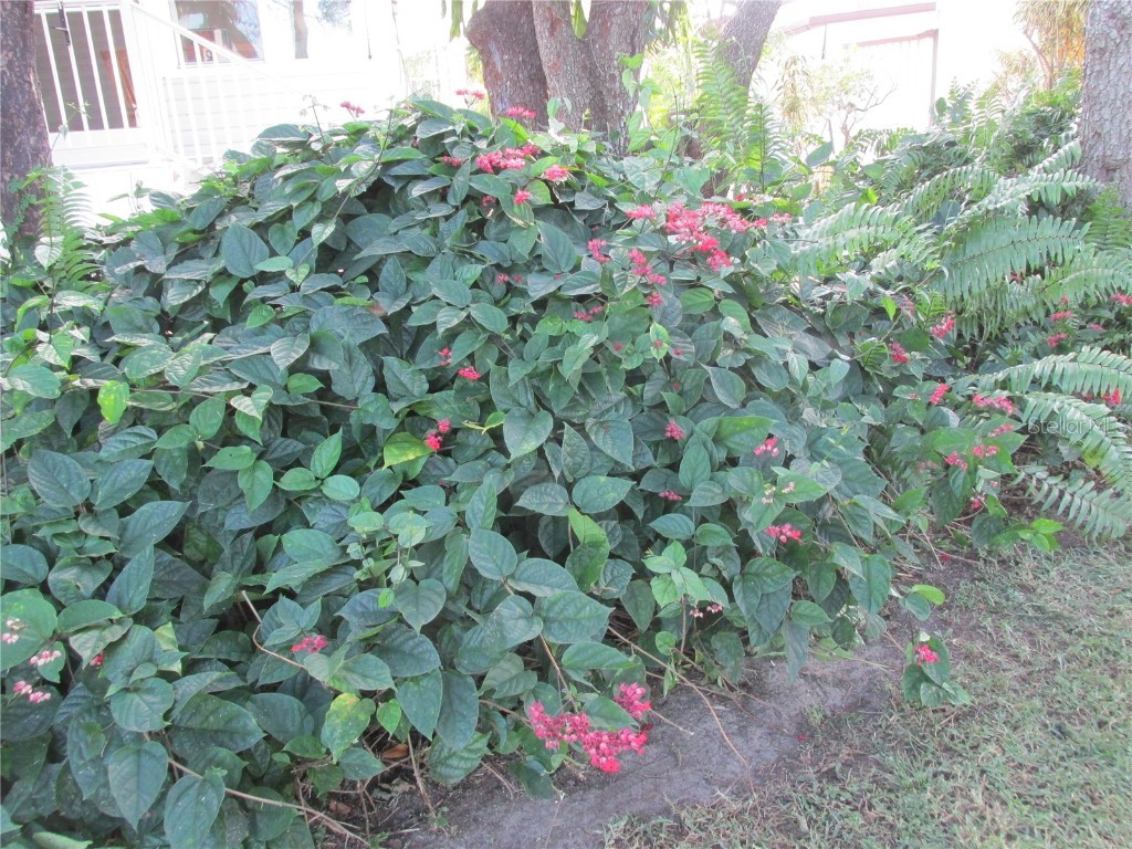 11 Grey Fox Lane Lake Wales FL 33898 - SADDLEBAG LAKE K4903108 image32