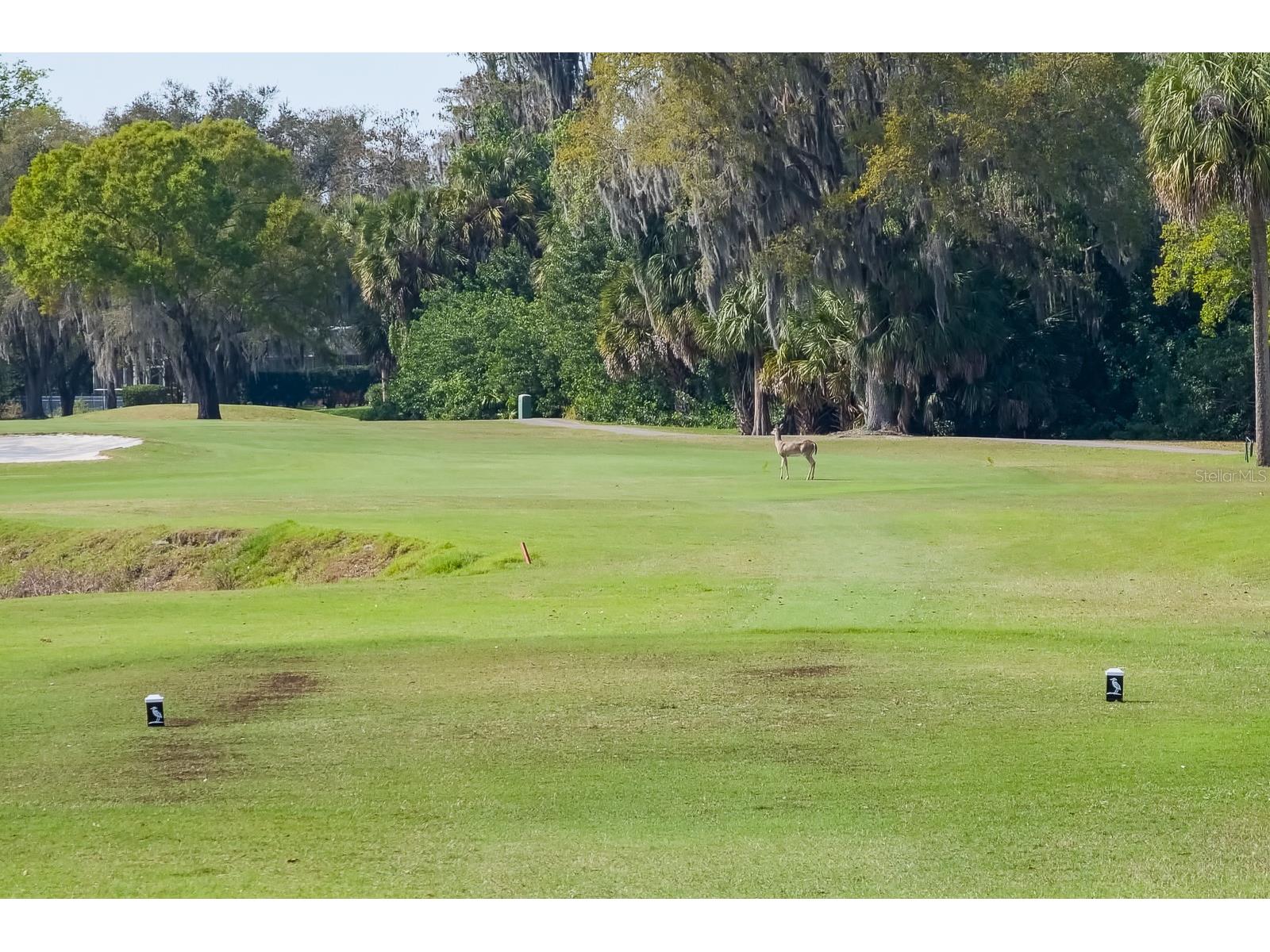 110 Deerpath Drive Oldsmar FL 34677 TB8462357 image94