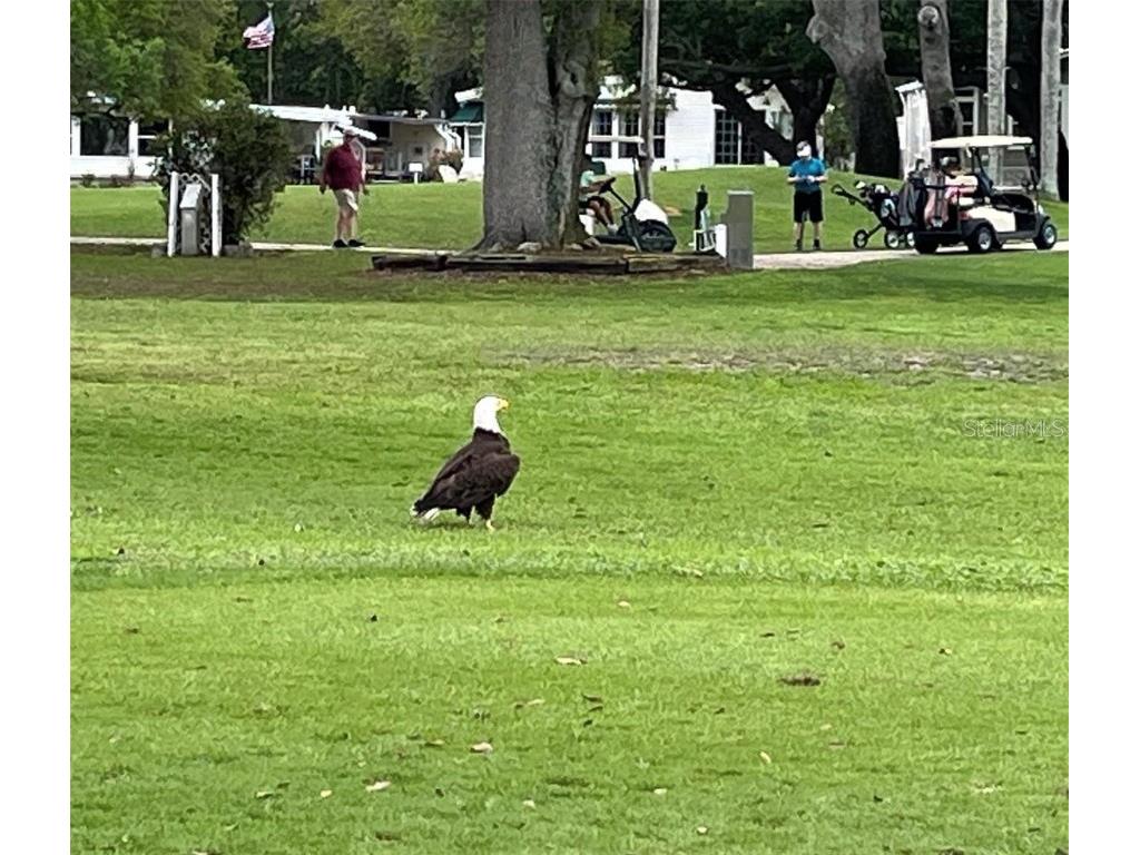 1100 Belcher Road S #454 Largo FL 33771 TB8434752 image54