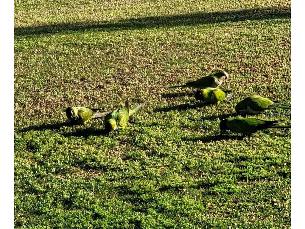 1100 Belcher Road S #454 Largo FL 33771 TB8434752 image55