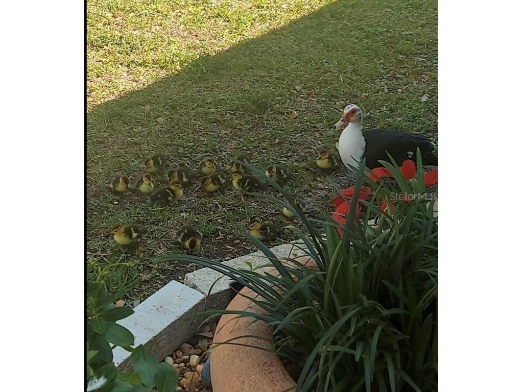 1100 Belcher Road S #523 Largo FL 33771 TB8439479 image51