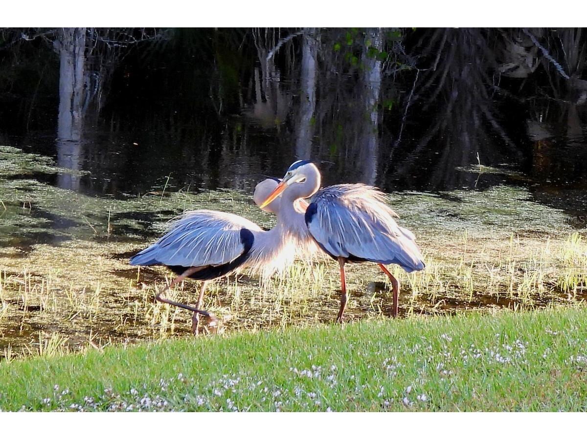 1100 Belmar Avenue Port Charlotte FL 33948 O6406461 image9