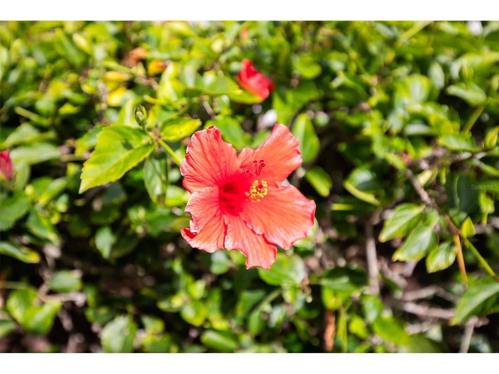 1100 Capri Isles Boulevard #325 Venice FL 34292 A4687734 image44