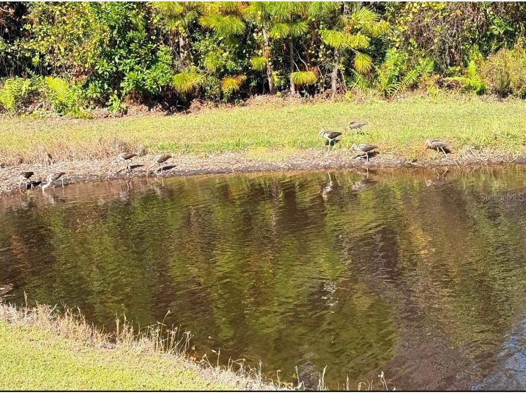 11040 Banyan Breeze Boulevard Land O Lakes FL 34638 W7886324 image64