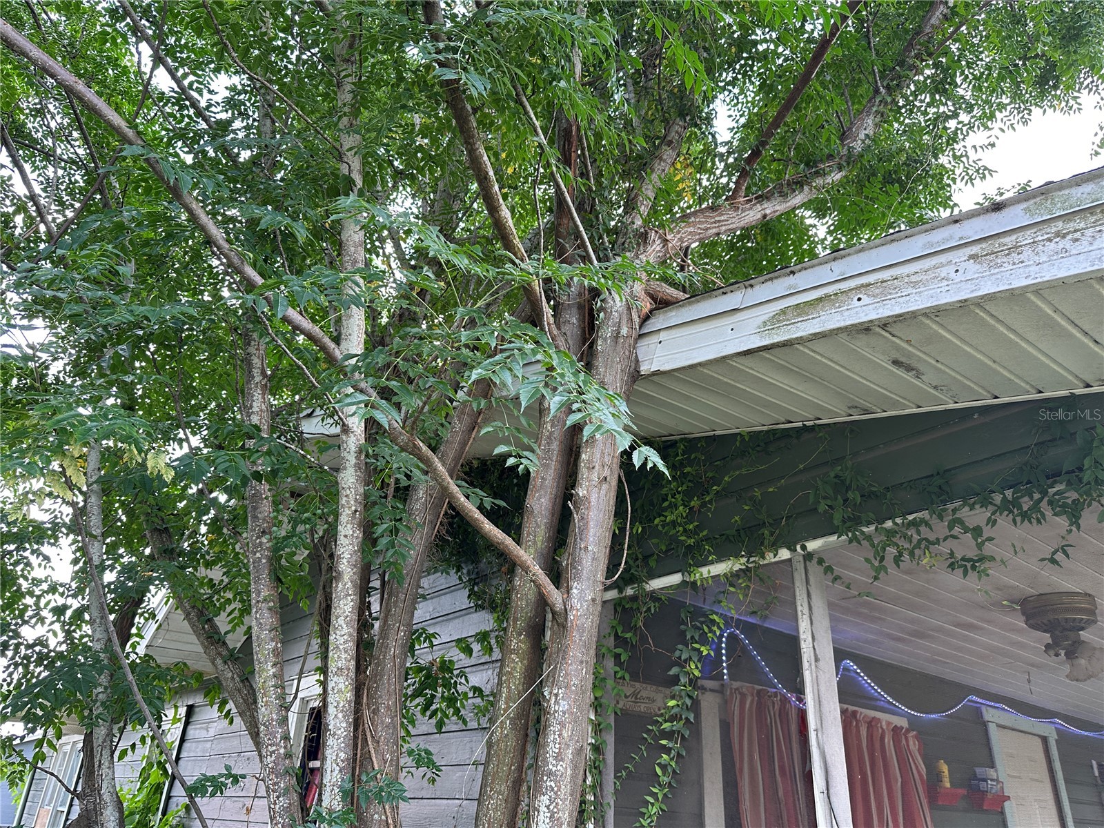 1105 NE 1st Street Mulberry FL 33860 V4950126 image54