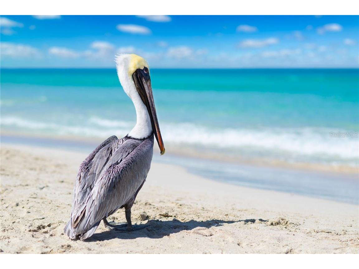 11053 Barnsley Drive Venice FL 34293 N6141951 image59