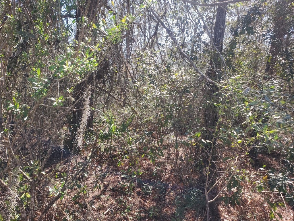 11060 NE 64th Place Williston FL 32696 OM652888 image1