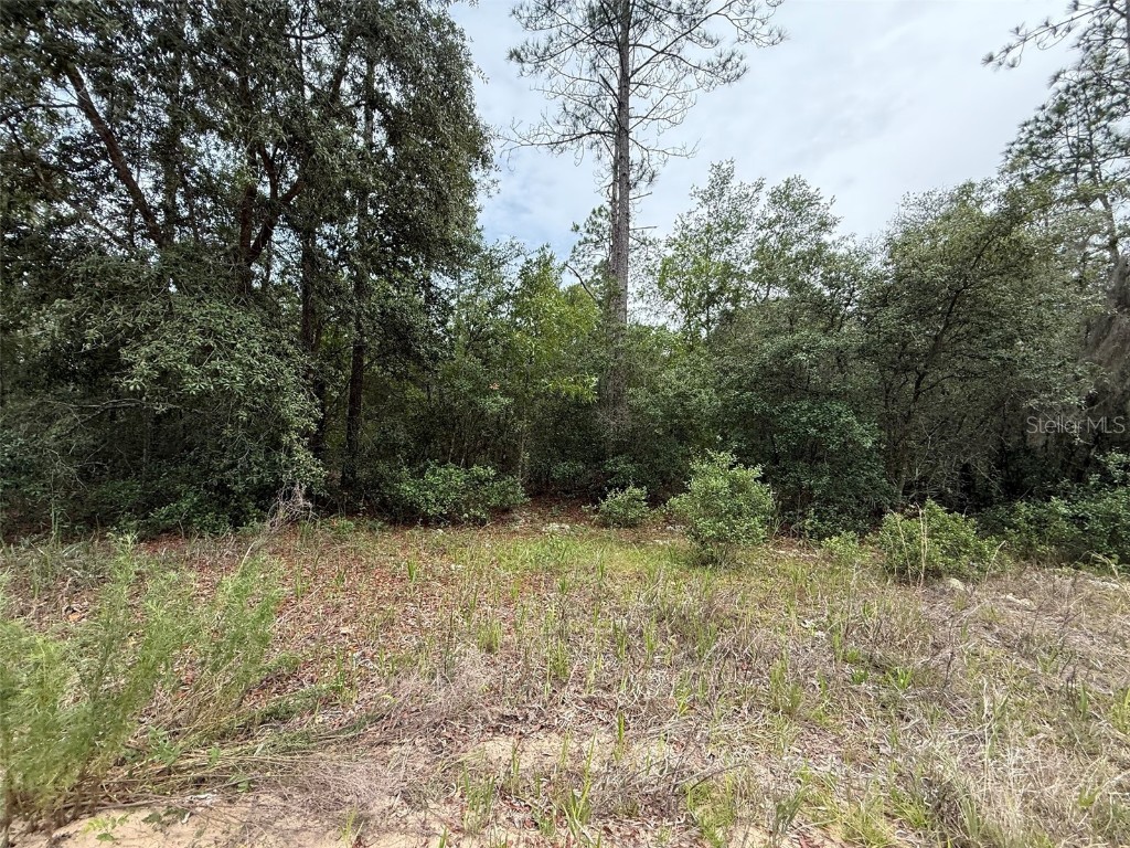 111 Brass Street Interlachen FL 32148 OK225224 image4